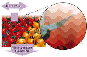 mutoh-head